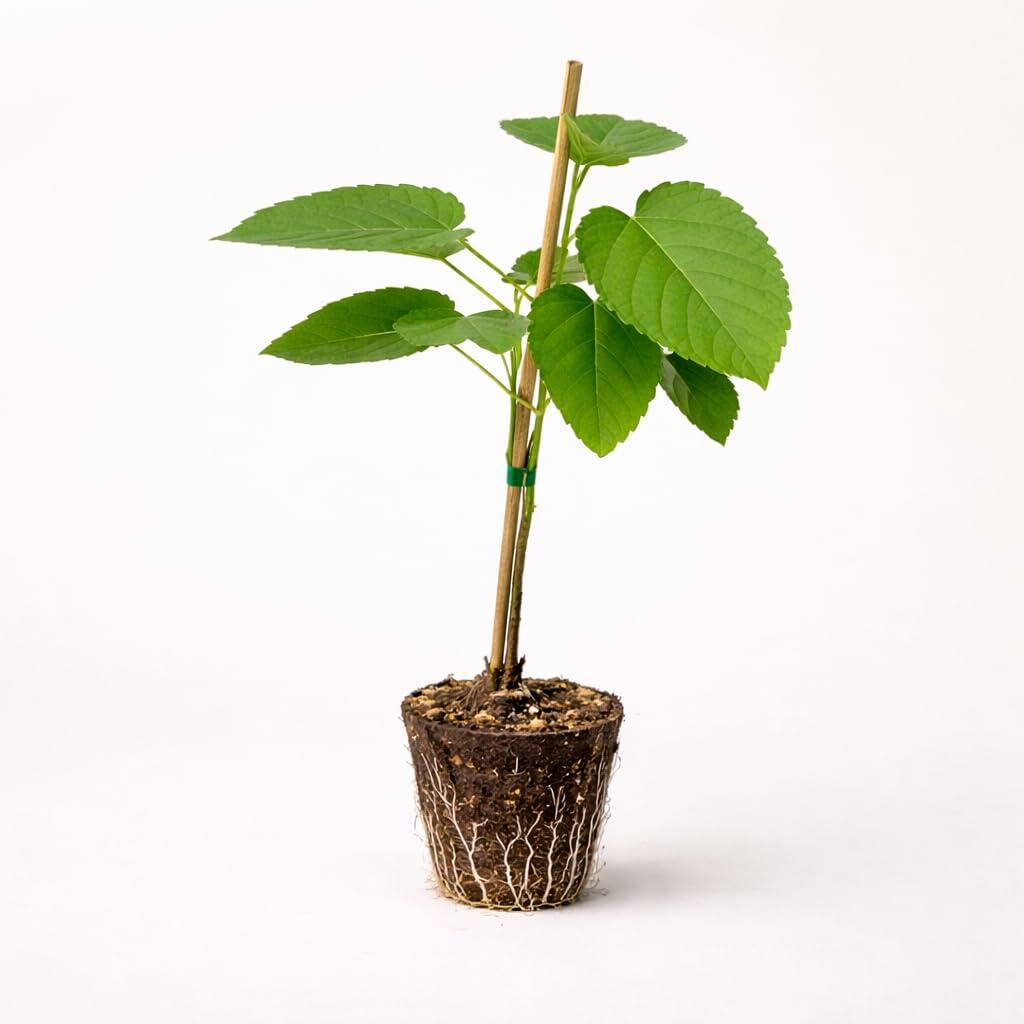 PLANT NOOK Ischia Fig Tree Live Plant Starter Plug 2-Pack | Sweet Strawberry Colored Flesh | Self Fertile Fig Variety | Full Sun Fruit Tree Zones 710