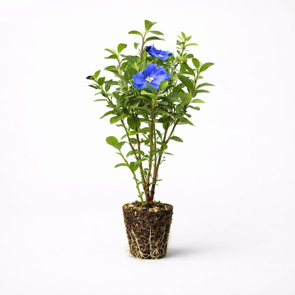 PLANT NOOK Blue Daze Evolvulus Live Plant Starter Plug 2-Pack | Evolvulus glomeratus Dwarf Morning Glory | Heat Tolerant Blue Blooms | Full Sun Groundcover