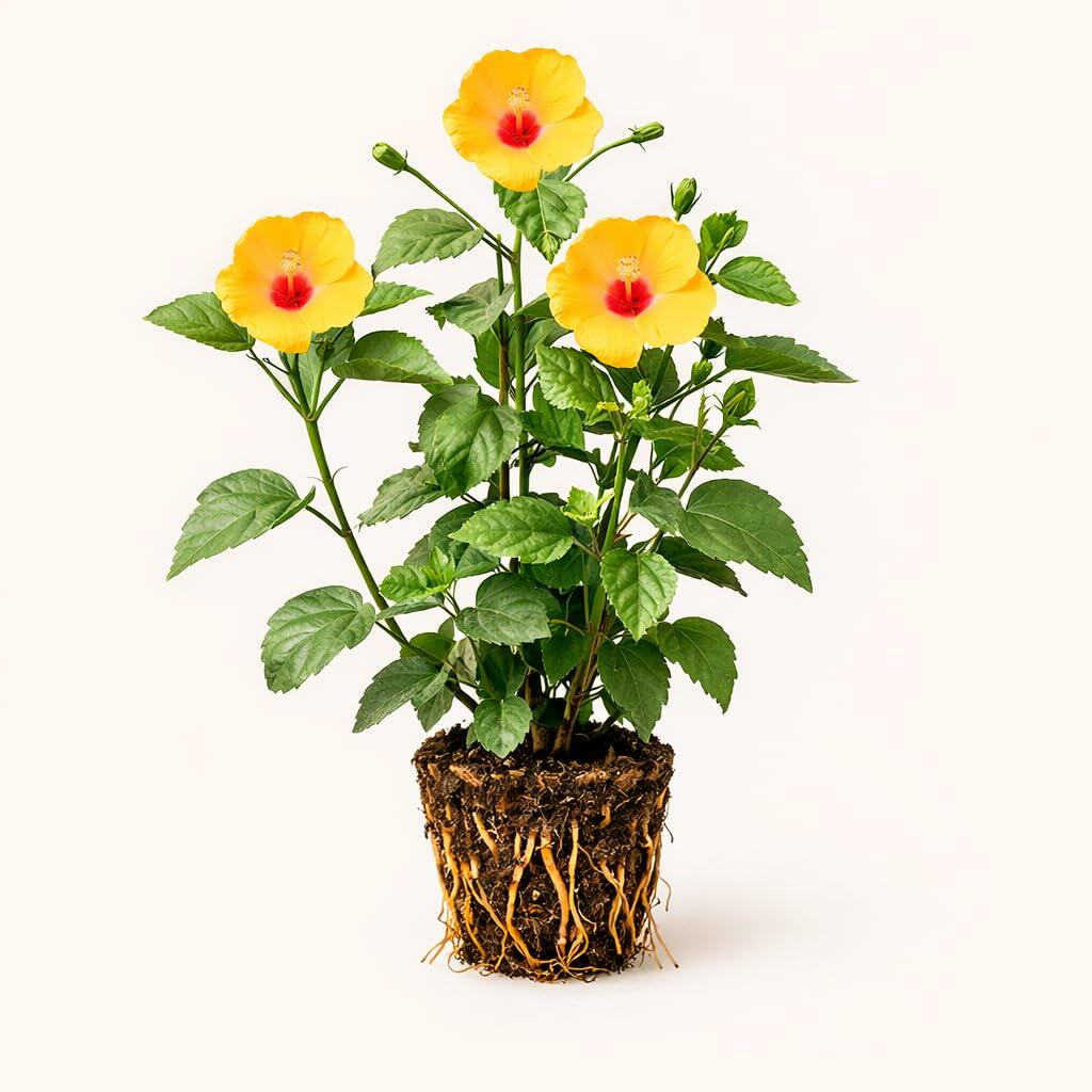 PLANT NOOK Hibiscus Red Yellow Live Plant Starter Plug 2-Pack | Bicolor Tropical Hibiscus Flowers | Full Sun Flowering Shrub for Patio Pots and Garden Beds