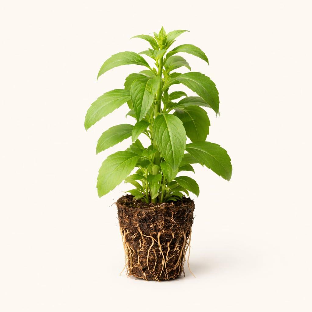 PLANT NOOK Stevia Live Plant Starter Plug 2-Pack | Sweet Leaf Herb Plant | Natural Sugar Substitute Leaves | Full Sun Container Friendly Edible Herb