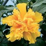 PLANT NOOK Hibiscus rosa-sinensis Double Yellow Live Plant Starter Plug 2-Pack | Double Yellow Tropical Hibiscus Flowers | Full Sun Patio Shrub for Pots and Garden Beds