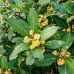 PLANT NOOK Sweet Bay Leaf Tree Live Plant Starter Plug 2-Pack | Bay Laurel Laurus nobilis | Aromatic Cooking Leaves | Container Friendly Evergreen Herb