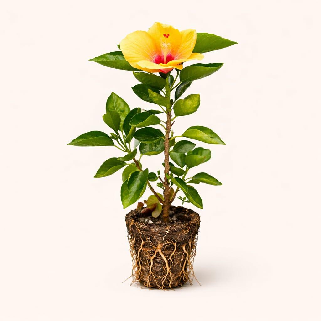 PLANT NOOK Hibiscus rosa-sinensis Double Yellow Live Plant Starter Plug 2-Pack | Double Yellow Tropical Hibiscus Flowers | Full Sun Patio Shrub for Pots and Garden Beds