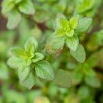 PLANT NOOK Lemon Thyme Live Plant Starter Plug 2-Pack | Thymus citriodorus Citrus Scent Herb | Full Sun Drought Tolerant Culinary Herb | Great for Pots and Borders