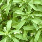 PLANT NOOK Stevia Live Plant Starter Plug 2-Pack | Sweet Leaf Herb Plant | Natural Sugar Substitute Leaves | Full Sun Container Friendly Edible Herb