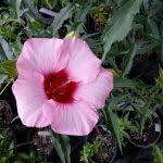 PLANT NOOK Hibiscus moscheutos Lady Baltimore Live Plant Starter Plug 2-Pack | Hardy Hibiscus Rose Mallow | Huge Pink Flowers with Red Eye | Full Sun Perennial