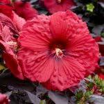 PLANT NOOK Hibiscus moscheutos Mimi Live Plant Starter Plug 2-Pack | Hardy Hibiscus Rose Mallow | Large Showy Summer Blooms | Full Sun Perennial for Pots and Beds