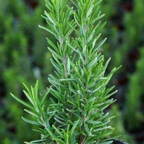 PLANT NOOK Barbeque Rosemary Live Plant Starter Plug 2-Pack | Extra Flavorful Culinary Rosemary | Upright Evergreen Herb Shrub | Great for Grilling Skewers Full Sun