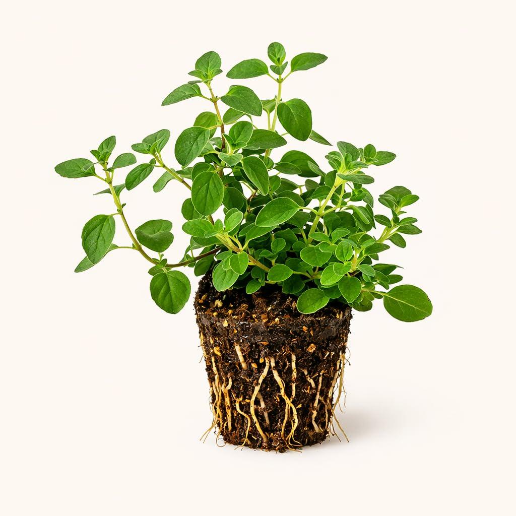 PLANT NOOK Sweet Marjom Live Plant Starter Plug 2-Pack | Mediterranean Culinary Herb | Sweet Mild Flavor | Full Sun Easy Grow Herb for Pots and Garden Beds