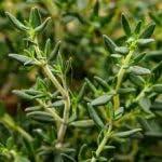 PLANT NOOK English Thyme Live Plant Starter Plug 2-Pack | Classic Culinary Thyme Herb | Fragrant Drought Tolerant Full Sun Plant | Perfect for Pots and Herb Beds