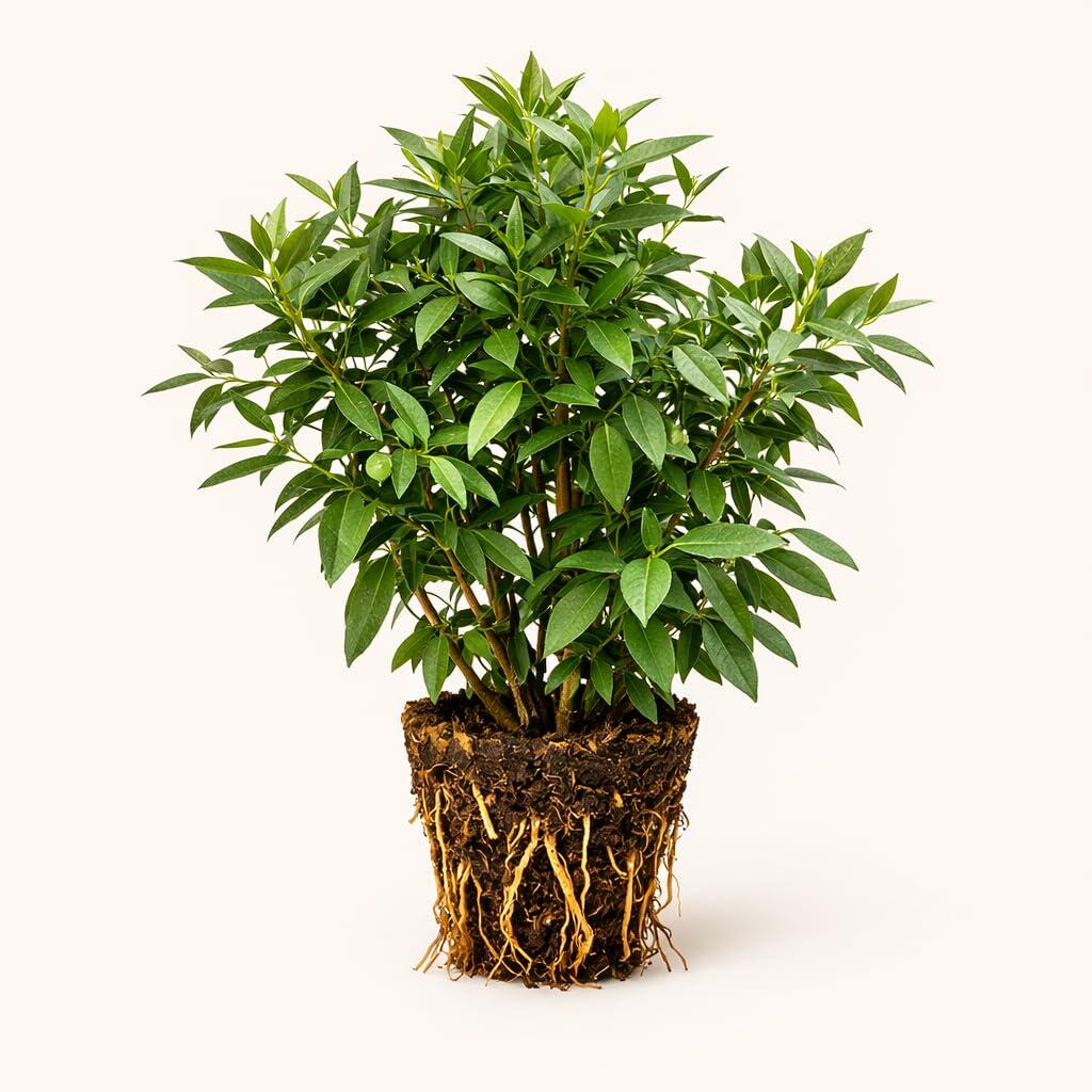 PLANT NOOK Sweet Bay Leaf Tree Live Plant Starter Plug 2-Pack | Bay Laurel Laurus nobilis | Aromatic Cooking Leaves | Container Friendly Evergreen Herb