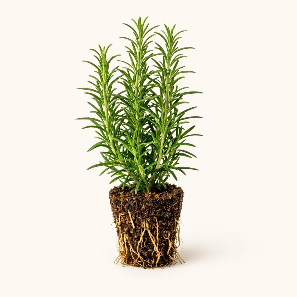 PLANT NOOK ARP Rosemary Live Plant Starter Plug 2-Pack | Cold Hardy Rosemary Variety | Aromatic Evergreen Herb | Full Sun Drought Tolerant Culinary Plant