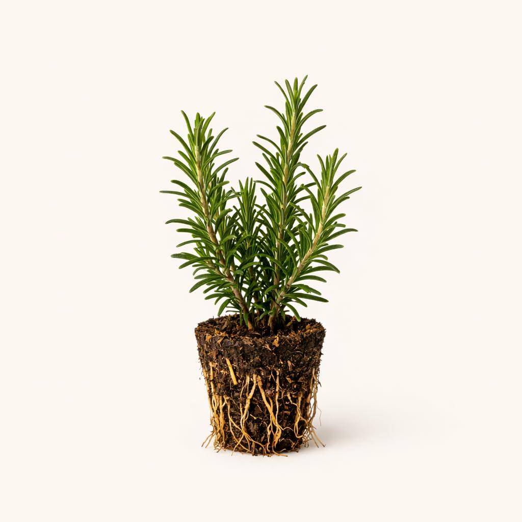 PLANT NOOK Tuscan Blue Rosemary Live Plant Starter Plug 2-Pack | Tall Upright Evergreen Herb | Aromatic Cooking Rosemary | Great for Hedges Pots and Waterwise Gardens
