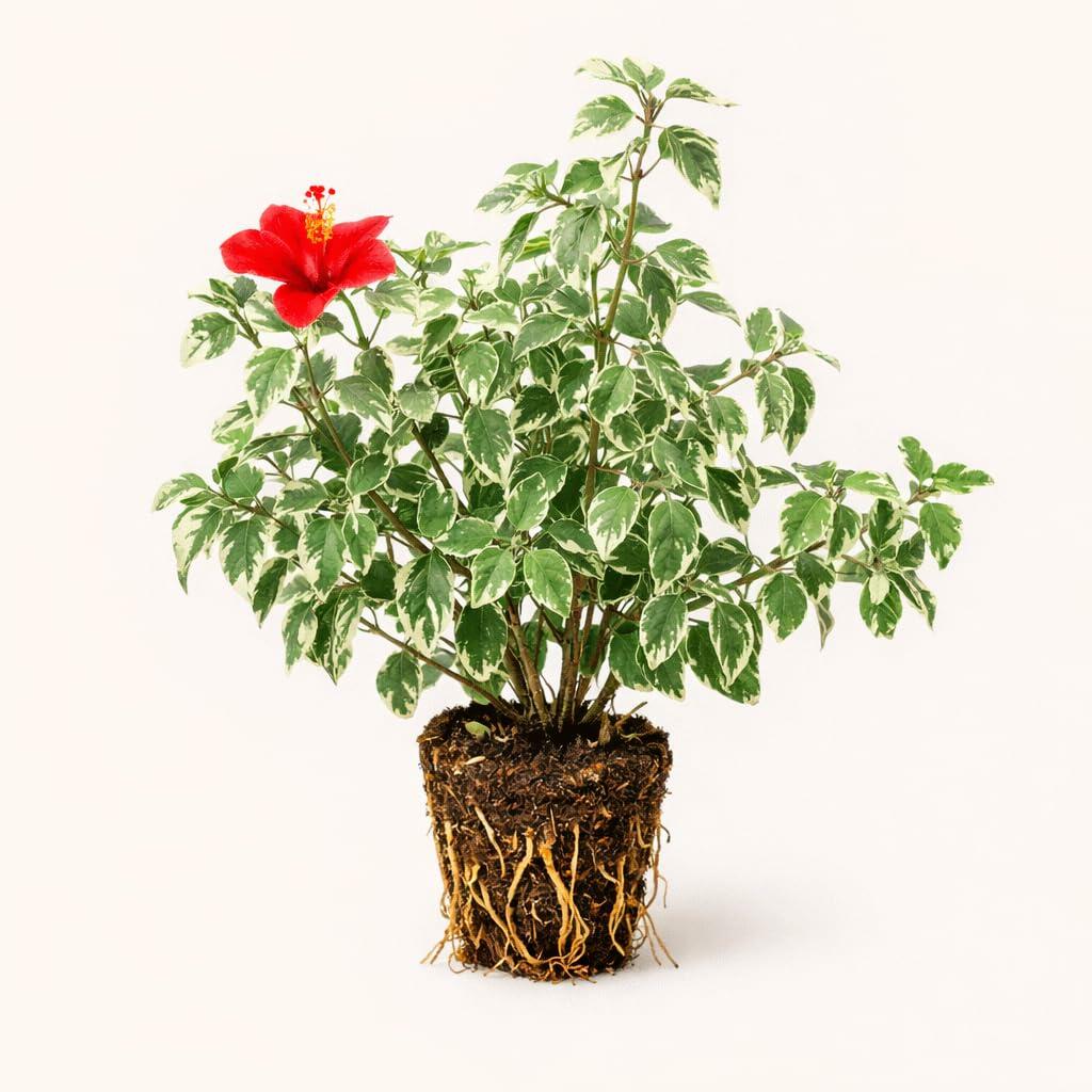 PLANT NOOK Hibiscus Snow Queen Live Plant Starter Plug 2-Pack | Variegated Tropical Hibiscus | Decorative Foliage and Bright Blooms | Full Sun Patio Shrub