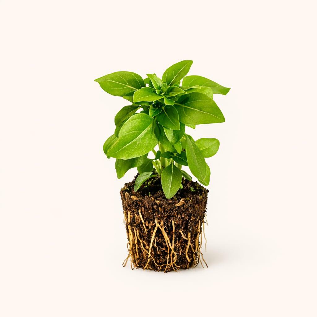 PLANT NOOK Greek Basil Live Plant Starter Plug 2-Pack | Compact Bush Basil | Small Leaves Strong Aroma | Full Sun Culinary Herb for Pots and Kitchen Gardens