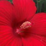PLANT NOOK Hibiscus moscheutos Lord Baltimore Live Plant Starter Plug 2-Pack | Hardy Hibiscus Rose Mallow | Huge Crimson Red Flowers | Full Sun Perennial