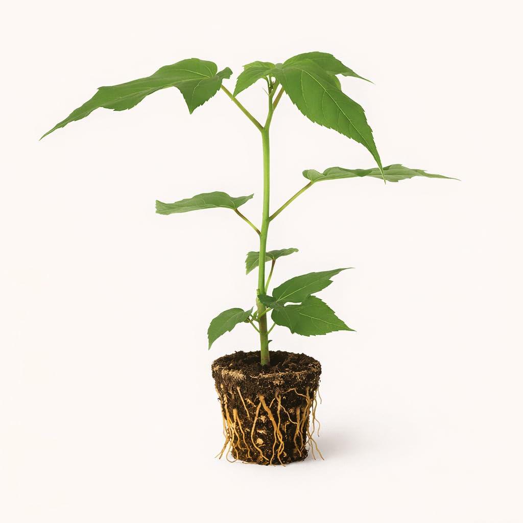 PLANT NOOK Hibiscus moscheutos Mimi Live Plant Starter Plug 2-Pack | Hardy Hibiscus Rose Mallow | Large Showy Summer Blooms | Full Sun Perennial for Pots and Beds