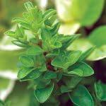 PLANT NOOK Sweet Marjom Live Plant Starter Plug 2-Pack | Mediterranean Culinary Herb | Sweet Mild Flavor | Full Sun Easy Grow Herb for Pots and Garden Beds