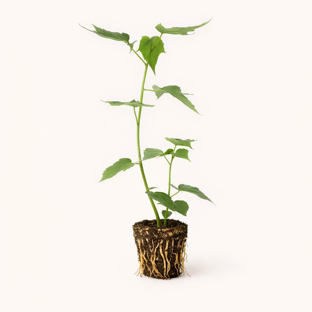 PLANT NOOK Hibiscus moscheutos Lord Baltimore Live Plant Starter Plug 2-Pack | Hardy Hibiscus Rose Mallow | Huge Crimson Red Flowers | Full Sun Perennial