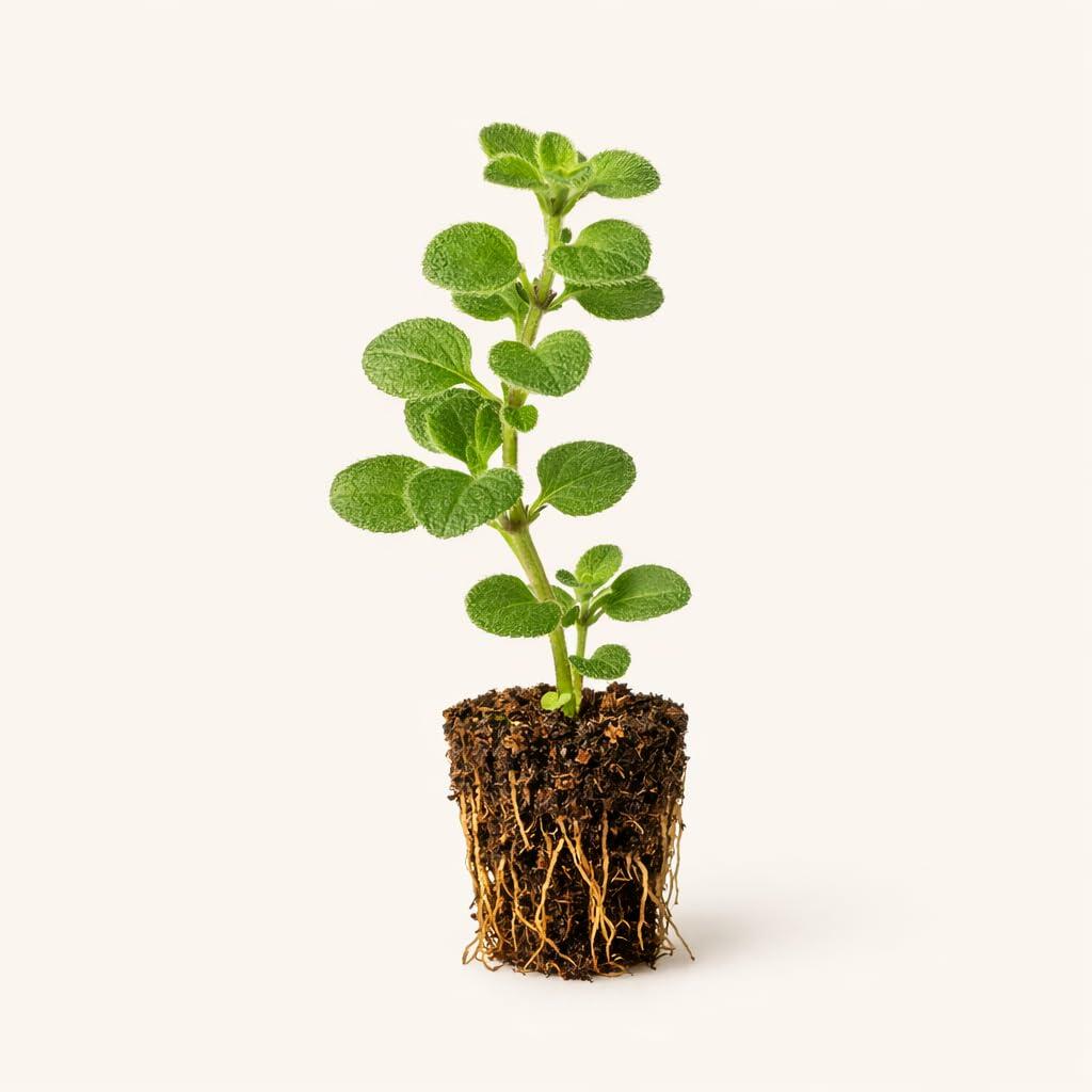 PLANT NOOK Hot & Spicy Oregano Live Plant Starter Plug 2-Pack | Spicy Oregano Herb with Peppery Flavor | Full Sun Easy Grow Culinary Herb | Great for Salsa Soup Sauces