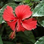 PLANT NOOK Hibiscus Snow Queen Live Plant Starter Plug 2-Pack | Variegated Tropical Hibiscus | Decorative Foliage and Bright Blooms | Full Sun Patio Shrub