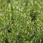 PLANT NOOK Rex Rosemary Live Plant Starter Plug 2-Pack | Large Leaf Rosemary High Oil Culinary Herb | Deep Blue Flowers | Upright Evergreen Full Sun Plant