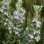 PLANT NOOK ARP Rosemary Live Plant Starter Plug 2-Pack | Cold Hardy Rosemary Variety | Aromatic Evergreen Herb | Full Sun Drought Tolerant Culinary Plant