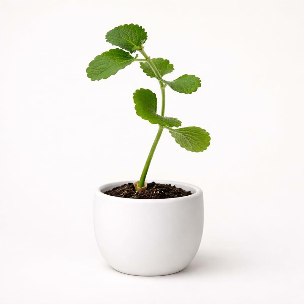 PLANT NOOK Cuban Oregano Live Starter Plant | Plectranthus amboinicus (Mexican Mint) | Aromatic Edible Herb with Thick Fuzzy Leaves | Full Sun to Partial Shade | Indoor or Patio Container Herb