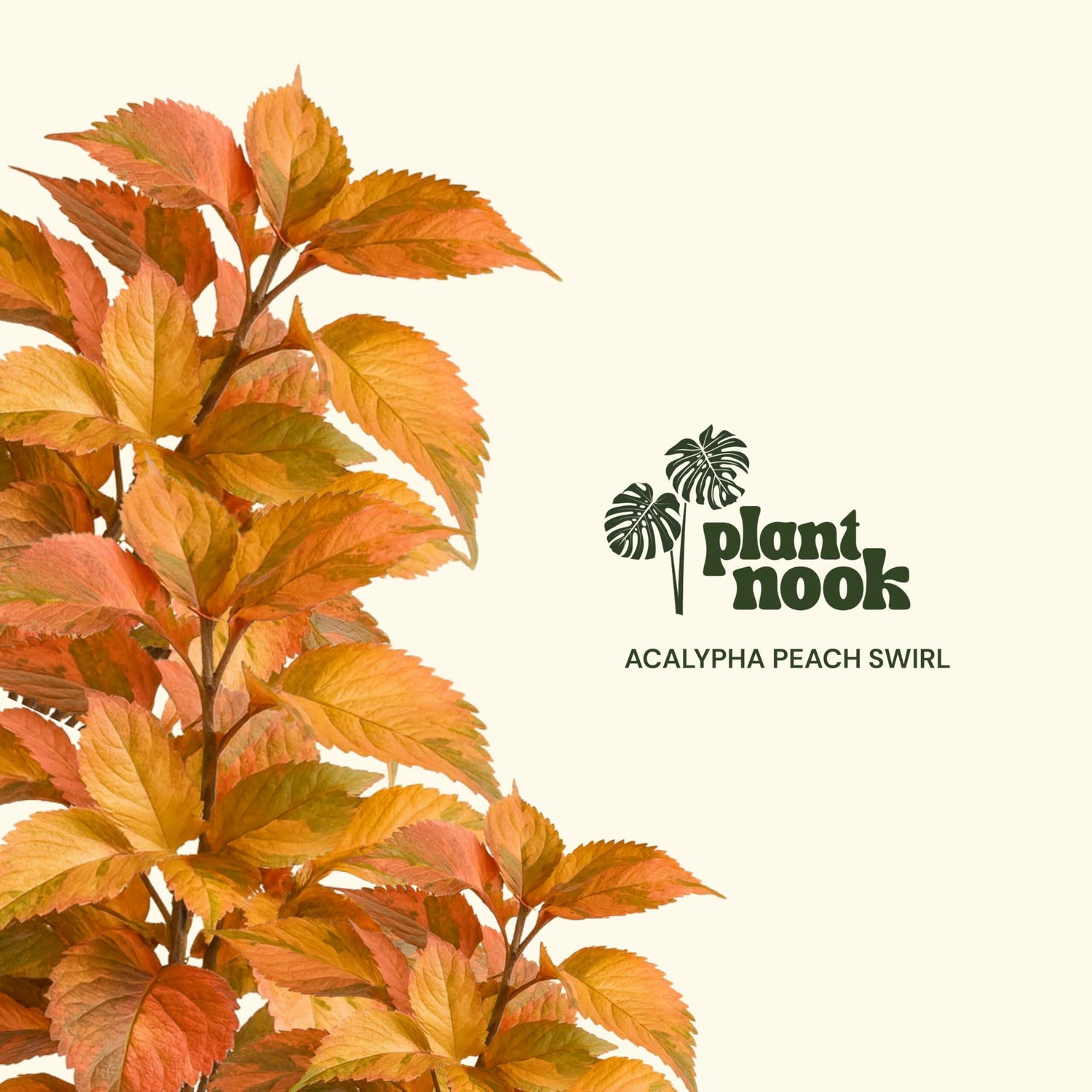 PLANT NOOK Acalypha Peach Swirl Live Starter Plug | Peach Pink Bronze Swirled Foliage Shrub | Tropical Color Plant for Patio Pots and Landscapes | Full Sun to Light Shade