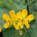 PLANT NOOK Cassia bicapsularis (Senna bicapsularis) Live Plant Starter Plug 2-Pack | Bright Yellow Fall-to-Winter Blooms, Butterfly-Friendly Shrub | Full Sun, Drought Tolerant