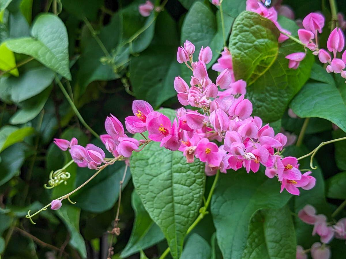 PLANT NOOK Coral Vine Pink (Antigonon leptopus) Live Plant Starter Plug 2-Pack | Fast Growing Flowering Vine with Pink Blooms | Trellis Fence Arbor Climber | Full Sun