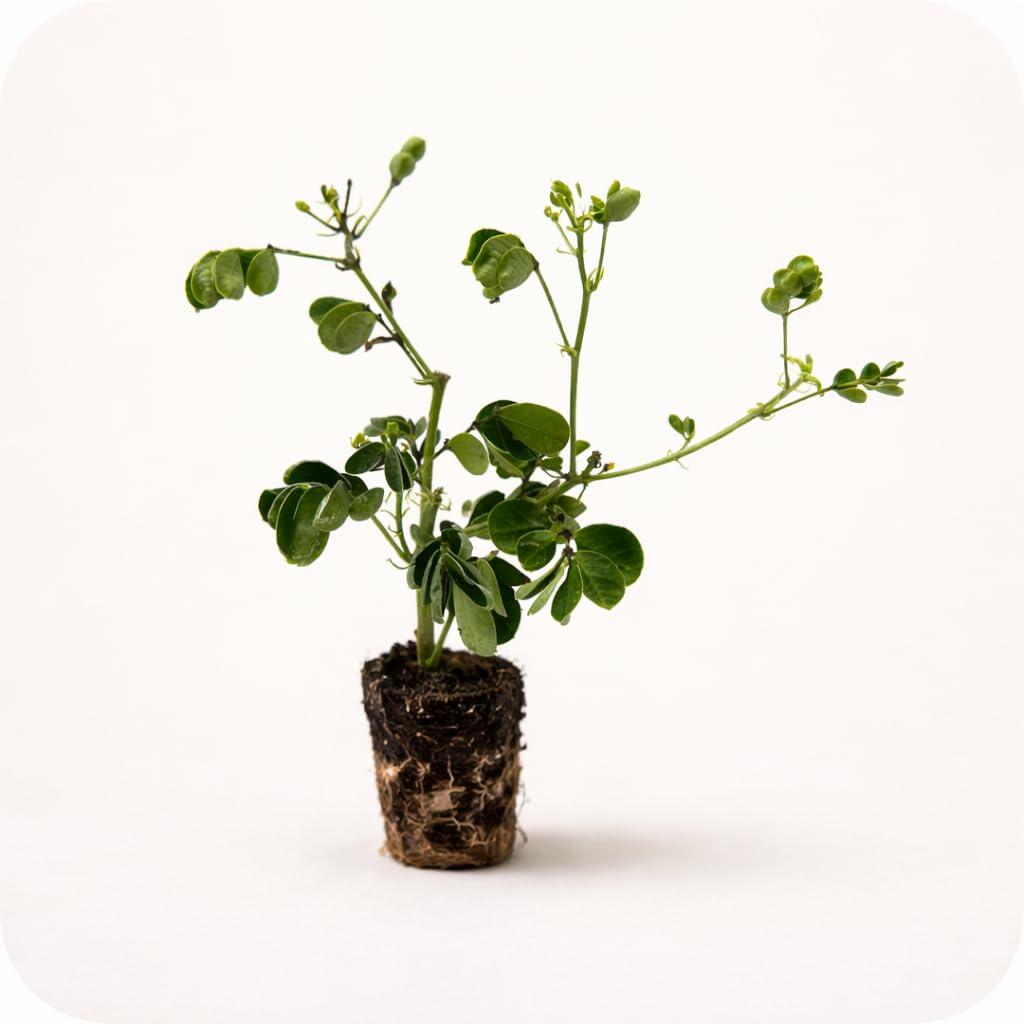 PLANT NOOK Cassia bicapsularis (Senna bicapsularis) Live Plant Starter Plug 2-Pack | Bright Yellow Fall-to-Winter Blooms, Butterfly-Friendly Shrub | Full Sun, Drought Tolerant