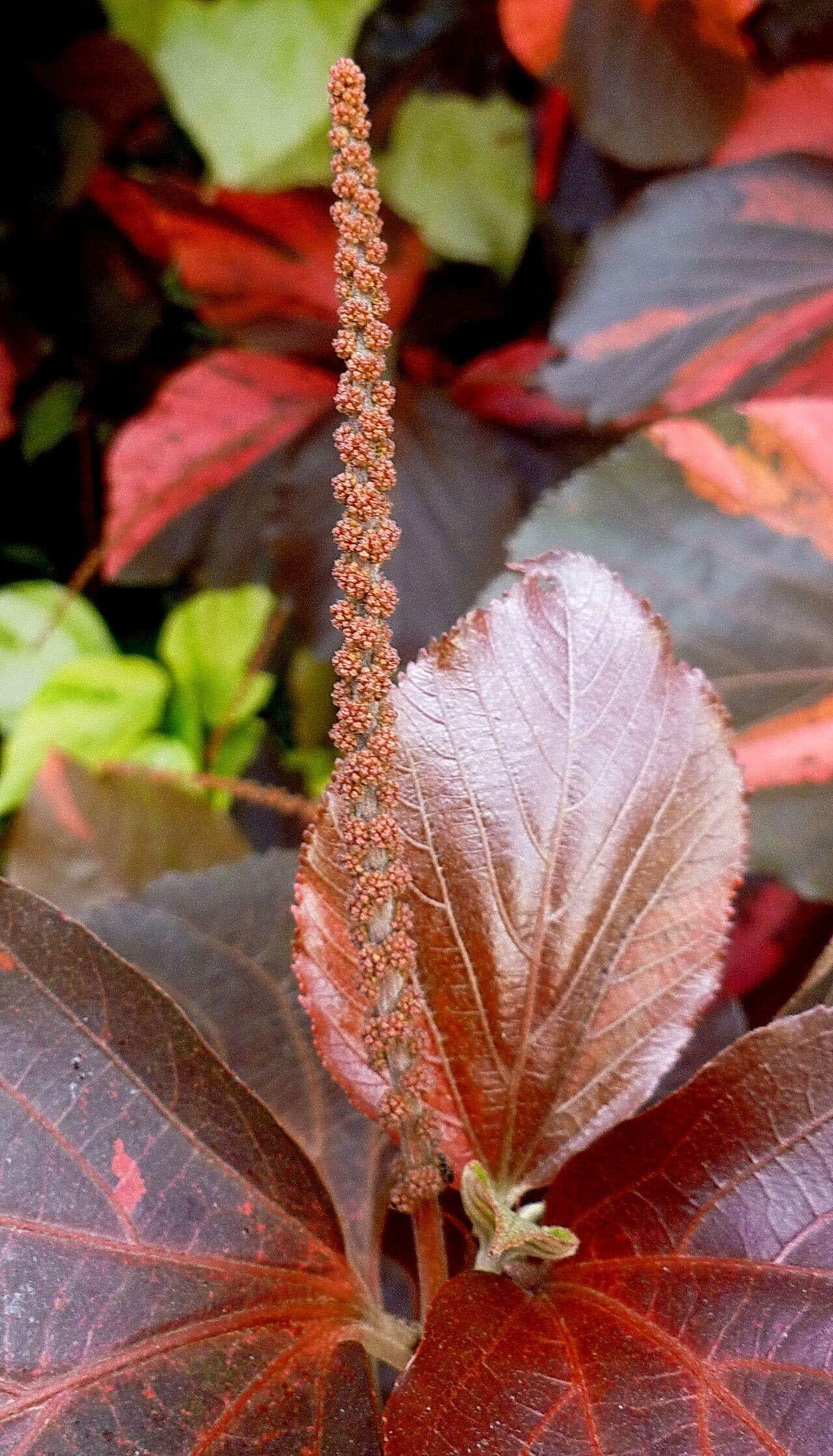 PLANT NOOK Copper Plant (Acalypha wilkesiana) Live Starter Plug | Tropical Color Foliage Shrub for Patio Pots Borders and Landscapes | Full Sun to Part Shade