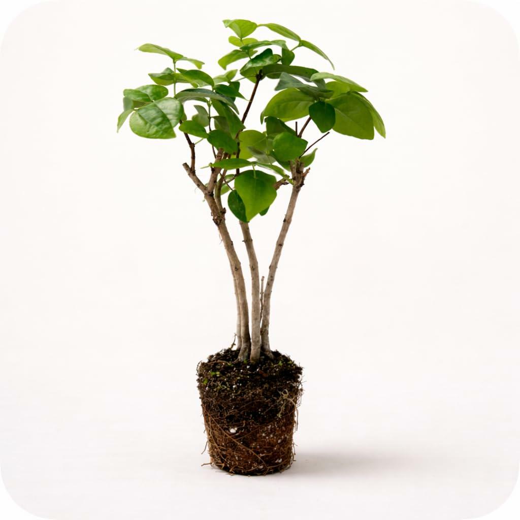 PLANT NOOK Suriname Cherry (Pitanga) (Eugenia uniflora) Live Plant Starter Plug 2-Pack | Ribbed Red Tropical Cherries, Fragrant White Flowers | Edible Shrub for Patio Pots & Garden Beds