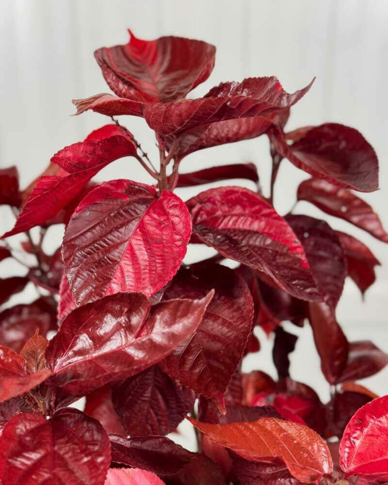 PLANT NOOK Acalypha Louisiana Red Live Starter Plug | Deep Red Copper Foliage Shrub | Tropical Color Plant for Patio Pots Borders and Landscapes | Full Sun