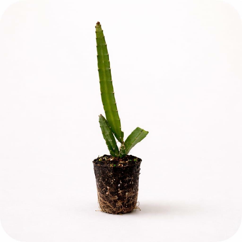 PLANT NOOK Yellow Dragon Fruit (Yellow Pitaya) (Selenicereus megalanthus) Live Plant Starter Plug 2-Pack | Sweet White Flesh Tropical Fruit, Night-Blooming Flowers | Climbing Cactus for Trellis