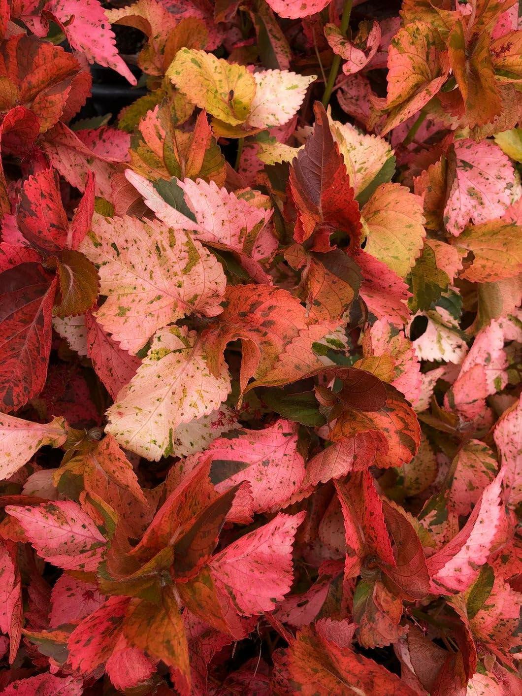 PLANT NOOK Acalypha Peach Swirl Live Starter Plug | Peach Pink Bronze Swirled Foliage Shrub | Tropical Color Plant for Patio Pots and Landscapes | Full Sun to Light Shade