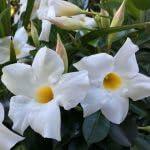 PLANT NOOK Mandevilla Brides Cascade Live Plant Starter Plug 2-Pack | Pure White Trumpet Blooms | Fast-Growing Tropical Vine for Trellis, Patio Pots & Full Sun Gardens