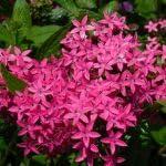 PLANT NOOK Pentas Jessica Live Plant Starter Plug 2-Pack | Pink Star Flower Clusters | Pollinator Friendly | Full Sun Container Garden Bedding Plant