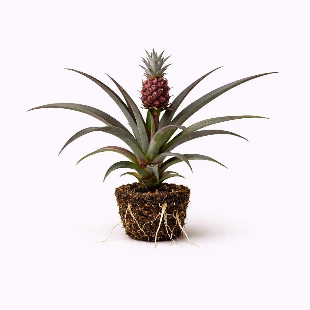 PLANT NOOK Pineapple Juicy Variegated Live Plant Starter Plug 2-Pack | Striped Foliage Tropical Fruit Plant | Compact Patio Container Pineapple | Full Sun