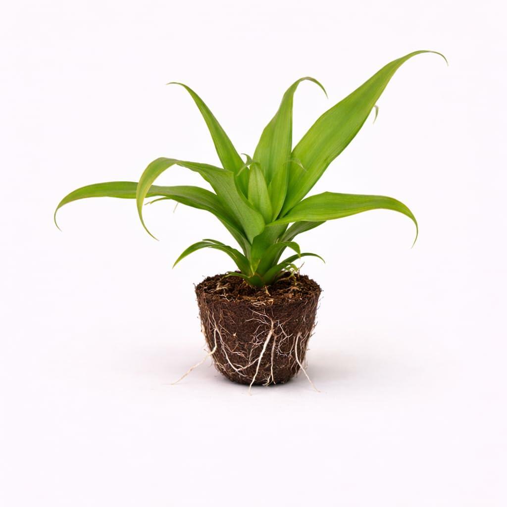 PLANT NOOK Pineapple Elite Gold Live Plant Starter Plug 2-Pack | Sweet Golden Fruit Variety | Compact Tropical Bromeliad | Full Sun Patio Container Plant