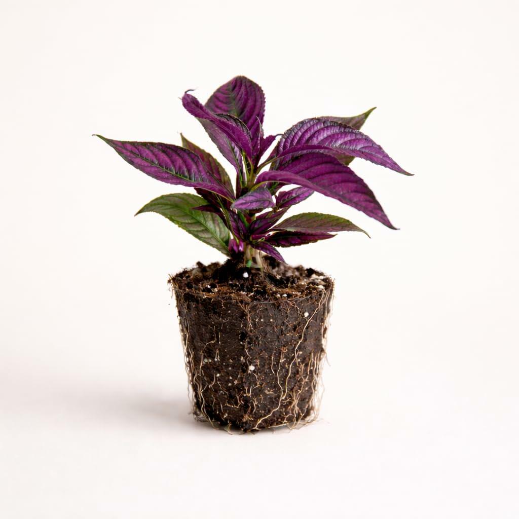 PLANT NOOK Persian Shield Strobilanthes Live Plant Starter Plug 2-Pack | Metallic Purple Foliage Plant | Colorful Shade to Bright Light Accent for Pots Borders Indoor