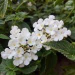 PLANT NOOK Lantana Trailing White Live Plant Starter Plug 2-Pack | Pure White Blooms | Trailing Full Sun Plant for Hanging Baskets, Pots & Groundcover