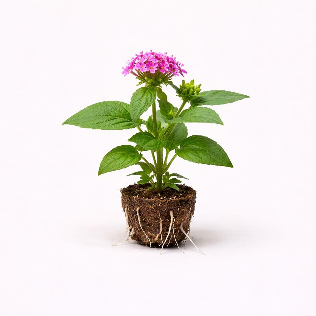 PLANT NOOK Pentas Orchid Illusion Live Plant Starter Plug 2-Pack | Lavender Pink Star Flowers | Compact Bloomer | Full Sun Pollinator Garden Plant