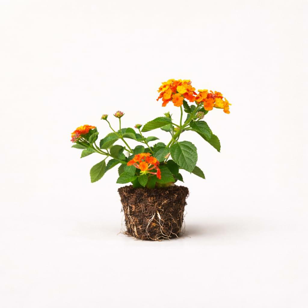 PLANT NOOK Lantana Salsa Live Plant Starter Plug 2-Pack | Yellow Orange & Red Blooms | Heat-Tolerant Butterfly Plant for Pots, Borders & Full Sun Gardens