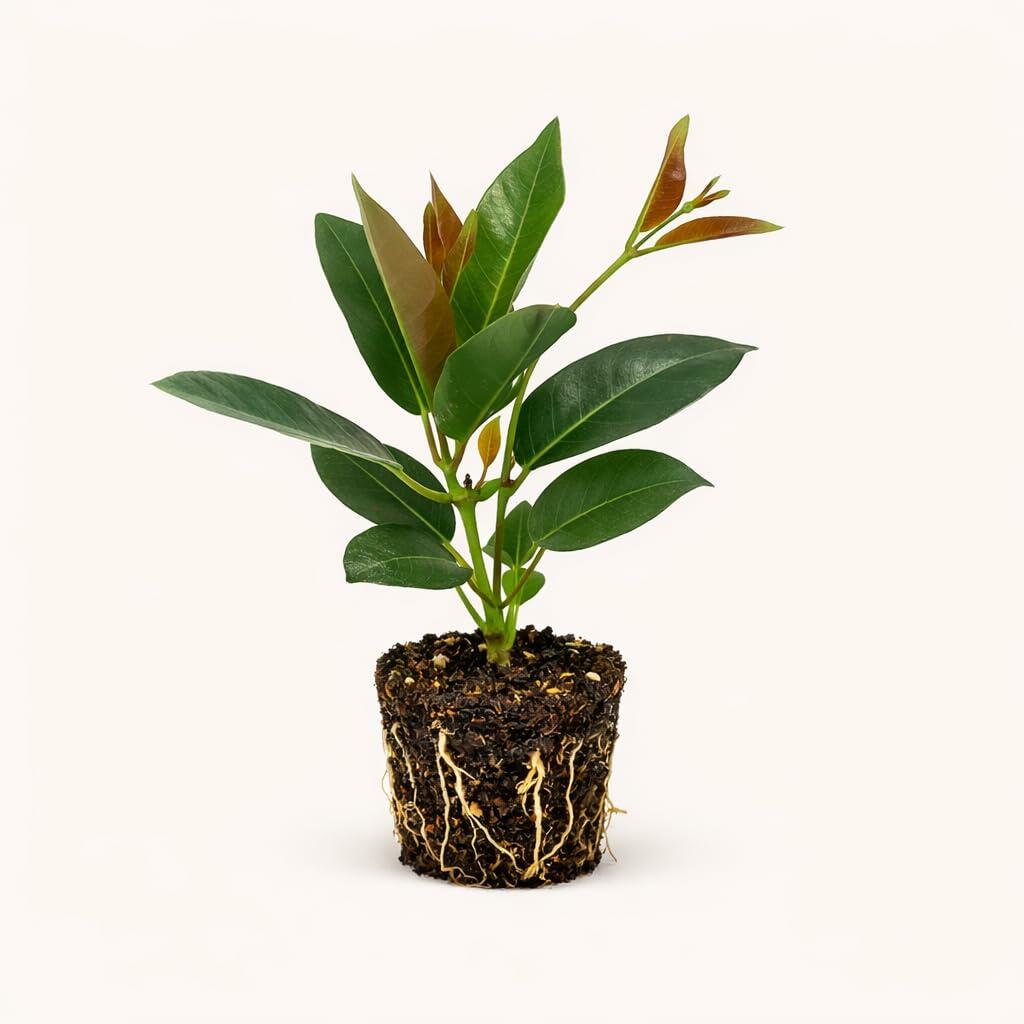 PLANT NOOK Mandevilla Fury Red PP#19698 Live Plant Starter Plug 2-Pack | Vibrant Red Trumpet Blooms with Yellow Throat | Fast Tropical Vine for Trellis & Full Sun