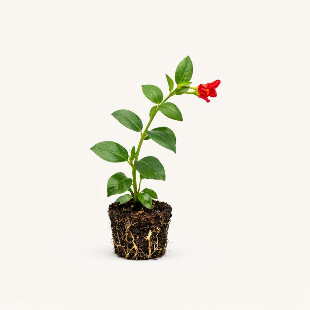 PLANT NOOK Dipladenia Red Riding Hood Live Plant Starter Plug 2-Pack | Bright Red Trumpet Blooms with Yellow Throat | Tropical Vine for Pots, Trellis & Full Sun