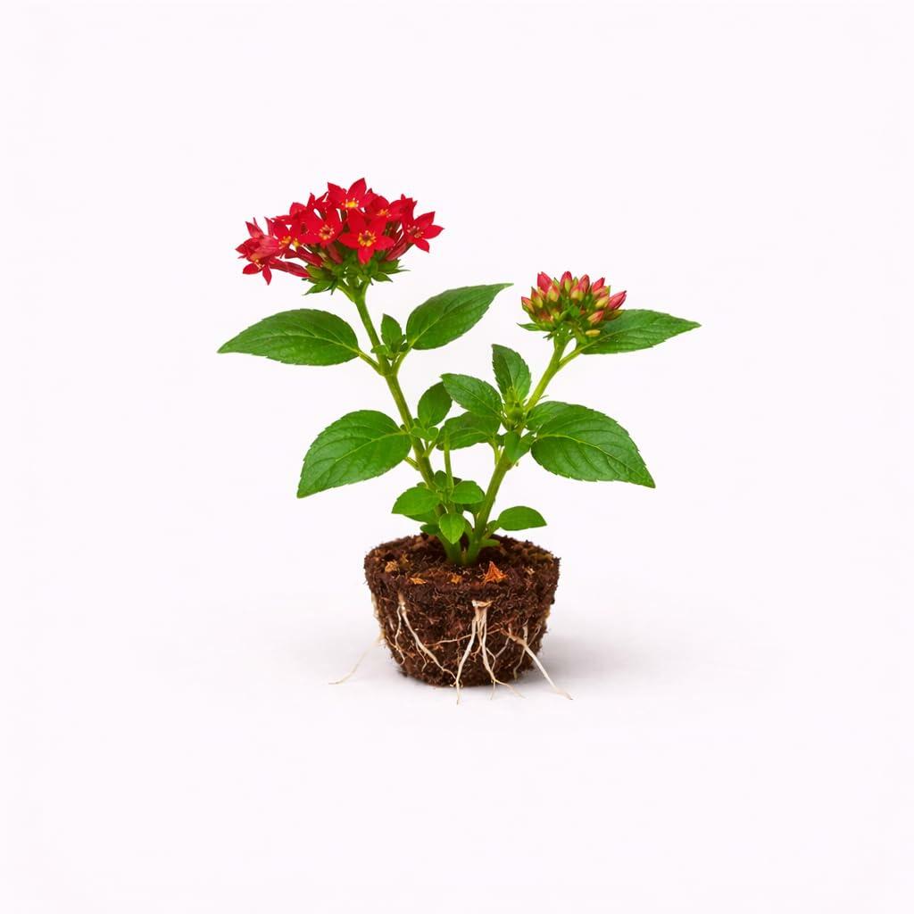 PLANT NOOK Pentas Ruby Glow Live Plant Starter Plug 2-Pack | Rich Red Star Flower Clusters | Butterfly & Hummingbird Plant | Full Sun Easy Bloomer