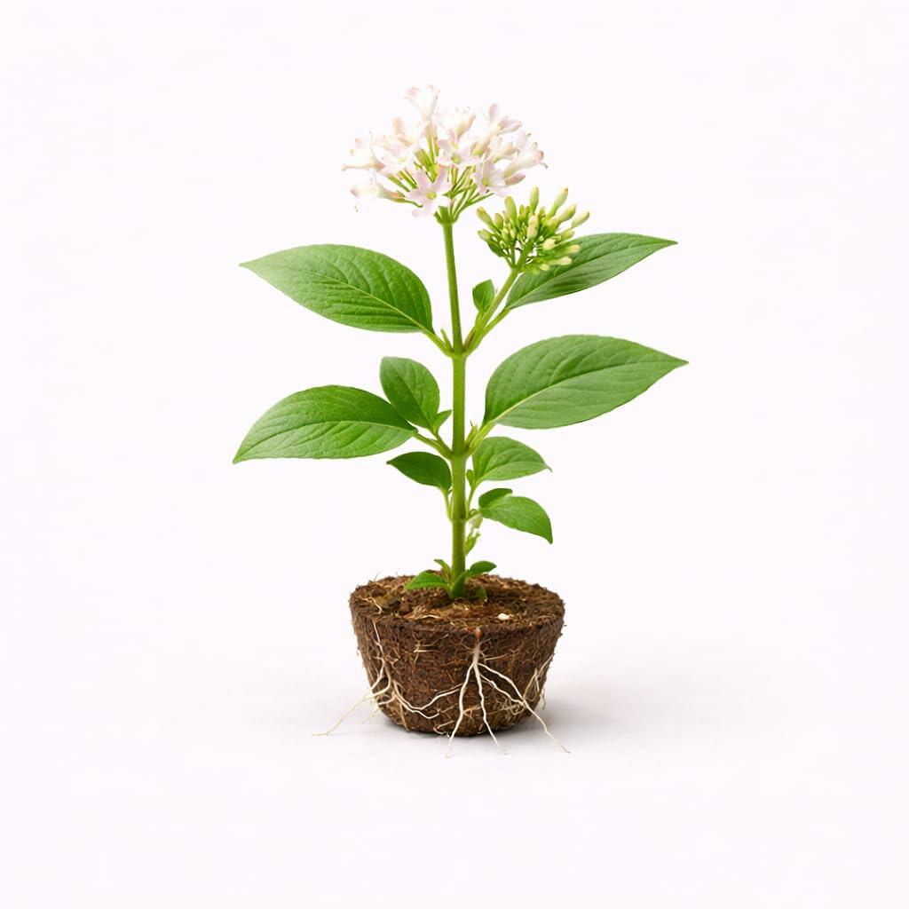 PLANT NOOK Pentas White Live Plant Starter Plug 2-Pack | Pure White Star Flowers | Brightens Containers & Borders | Pollinator Friendly Full Sun Bloomer