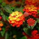 PLANT NOOK Lantana Camara Fireworks Live Plant Starter Plug 2-Pack | Color Changing Yellow Orange Red Blooms | Trailing Lantana for Pots Hanging Baskets | Full Sun Heat Tolerant